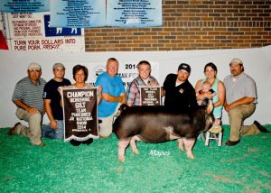 3rd-Overall-Gilt-Champion-Berkshire-2014-CPS-Summer-Show-Thomas-Trout