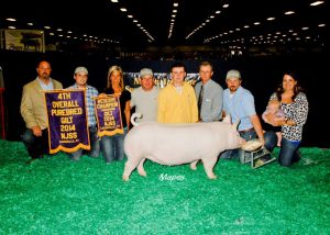 4th-Overall-Gilt-Reserve-Champion-Yorkshire-2014-NJSA-Summer-Show-Cole-Wilcox
