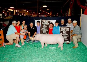 Grand-Champion-Overall-Gilt-Champion-Chester-White-2014-CPS-Summer-Show-Ty-Jester