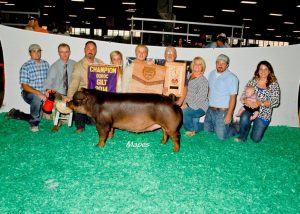 Reserve-Champion-Overall-Gilt-Champion-Duroc-2014-NJSA-Summer-Show-Austin-Rodenbeck1