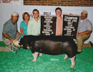 Reserve-Grand-Champion-Gilt-Champion-Poland-China-2014-CPS-Summer-Show-Beau-Middleton1